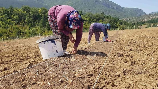 100 bin TL'den satılması beklenen safranın soğanları toprakla buluştu