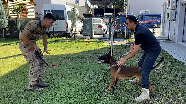 13 aylık bir sokak köpeği jandarmanın hassas burunlarından olacak