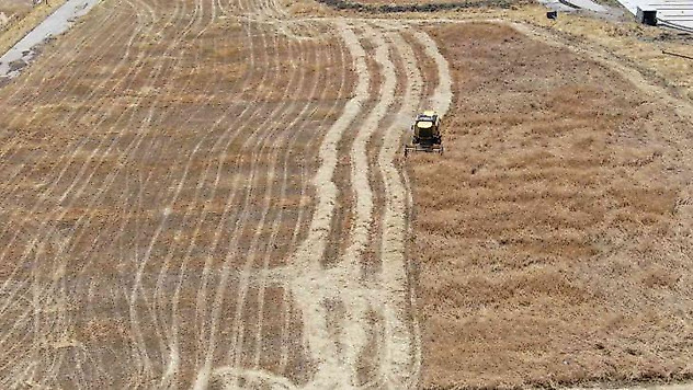 2 metre 20 santimlik 'ata tohumu buğday' sergilendi