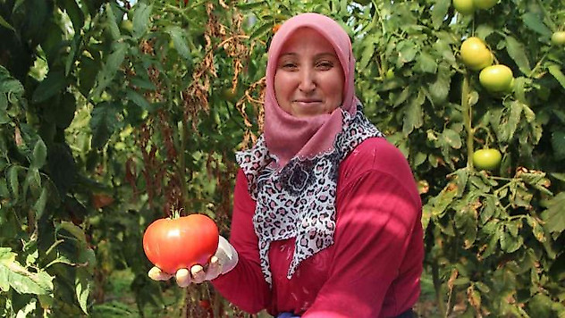 4 ay bebek gibi baktıkları domatesleri toplamaya başladılar