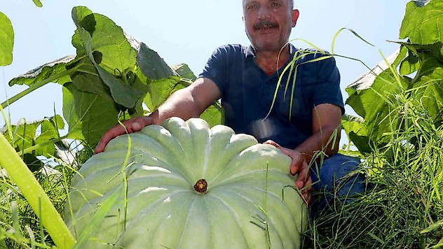 40 ton kabaktan 250 bin TL gelir bekliyor