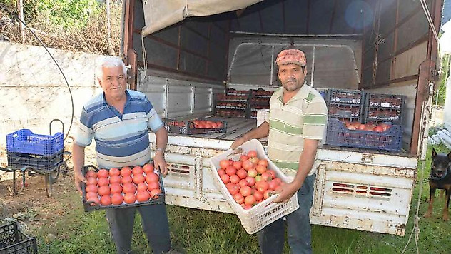 800 rakıma deneme amaçlı sera kurdu, tonlarca domates ve biber yetiştiriyor