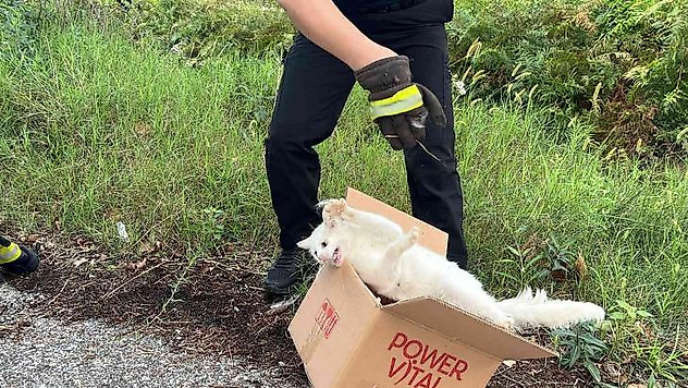 Ağaca çıkan kedi, ekipleri harekete geçirdi