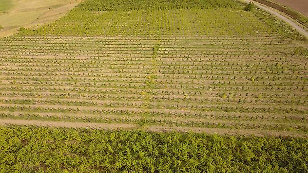 Ahlat'ta 29 çiftçi için yüzde 50 hibe destekli elma bahçesi kuruldu