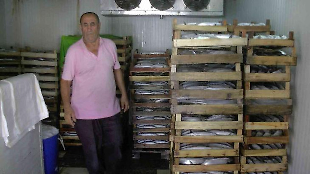 Akçakoca'dan 3 bin kasa palamut çıktı