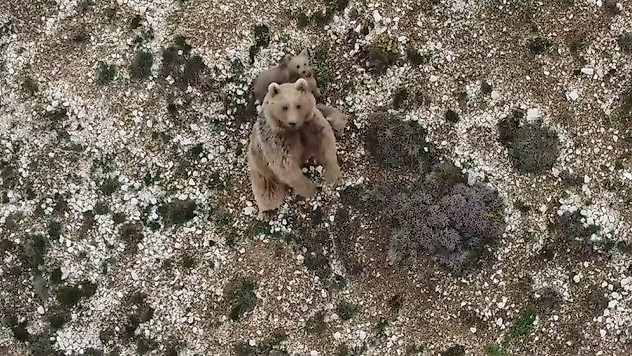 Anne boz ayı ve 3 yavrusu dron ile görüntülendi