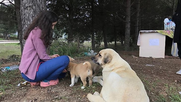 Anne köpek sonunda hastane bahçesini yuva belledi