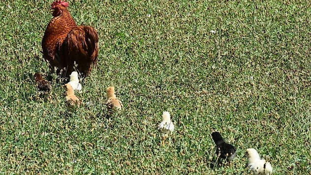 Annesi köpekler tarafından telef edilen civcivlere horoz annelik yapıyor