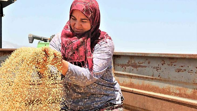 Antalya'da buğday hasadı başladı