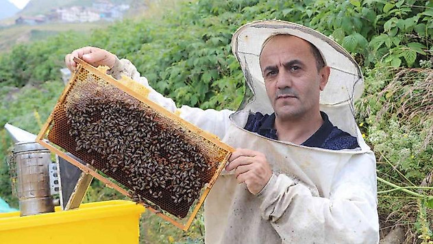Anzer Balı'nda bal sağımı gerçekleştirildi