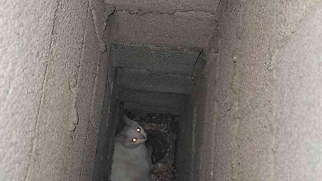 Apartmanın bacasında mahsur kalan kedi kurtarıldı