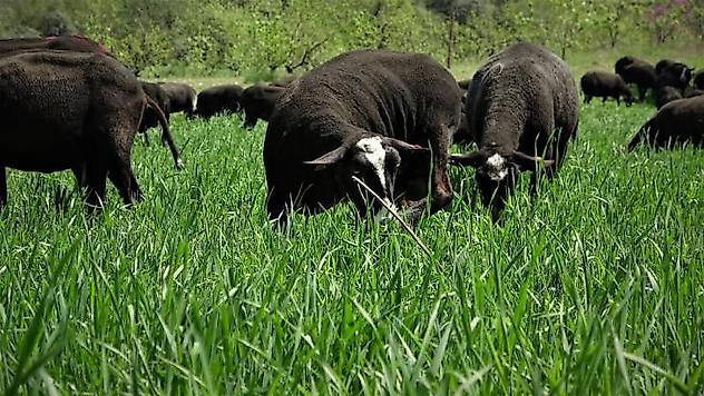 Aracıyı ortadan kaldırdılar ayda 5 ton et satıyorlar