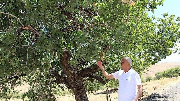 Asırlık ağaçların verdiği ürün altınla yarışıyor