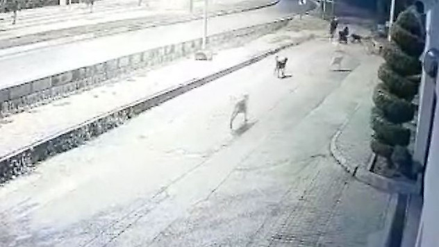 Aynı yerde 10'u aşkın köpeğin bebek arabalı aile ve vatandaşlara kabus yaşattığı anlar kamerada