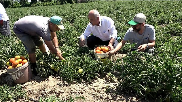 Bafra Ovası'nda domates hasadı başladı