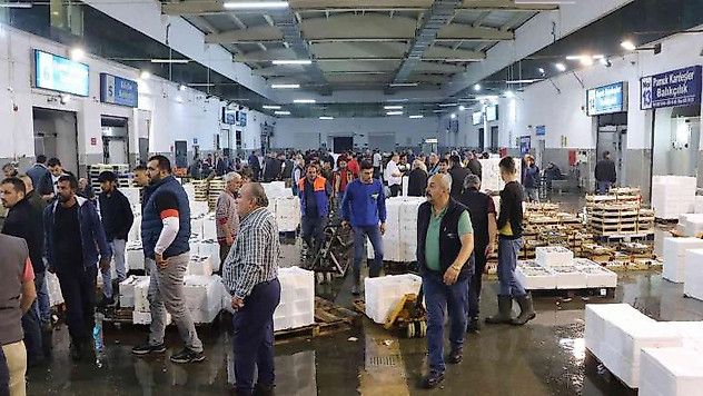 Balık mezadında kasalar dolusu palamut kapış kapış satıldı