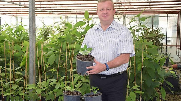 BATEM'in kahve tohumları fidana dönüştü