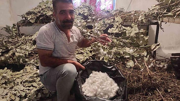 Batman'da ipek böceği besicilerinin koza hasadı başladı