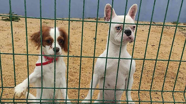 Bayram öncesi köpek otellerinde yer kalmadı