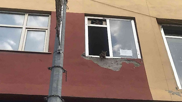 Binanın 2'nci katında mahsur kalan kediler, şaşkın bakışlar içinde kurtarılmayı bekledi
