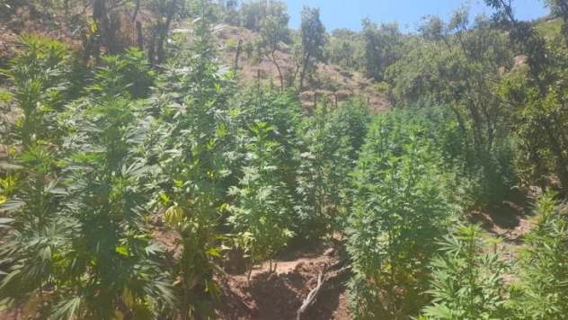 Bingöl'de 275 bin kök kenevir ve 152 kilogram kubar esrar ele geçirildi