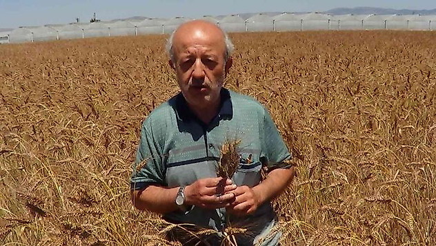 Bu buğday başka bir buğday