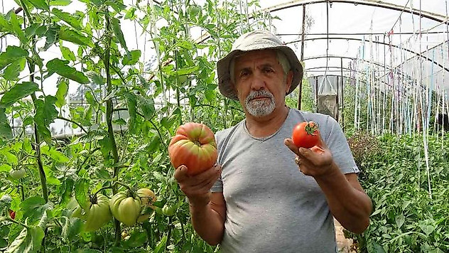 Bu domatesin tanesi 1 kilo geliyor, rengi ile dikkat çekiyor