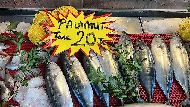 Bu sezon palamutun sezonu olacak