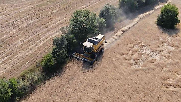 Buğdayın atası 'siyez'de hasat başladı