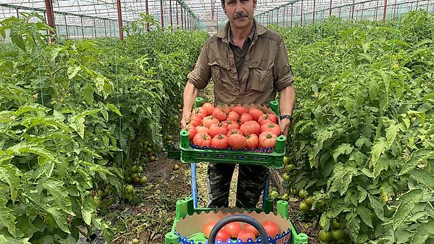 Burdur yaylalarında domates hasadı başladı
