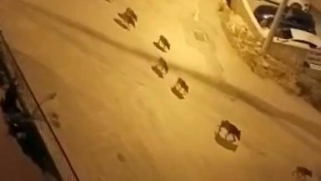 Bursa'da aç kalan domuzlar şehir merkezine indi