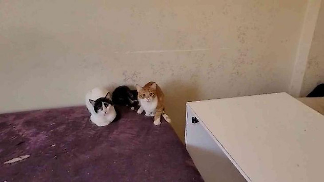 Bursa'da çöp evden onlarca kedi çıktı