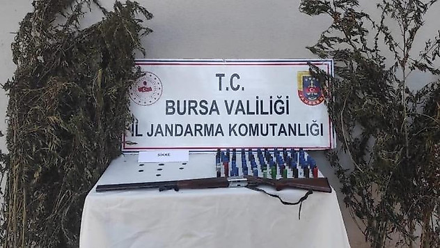 Bursa'da kenevir tarlasına jandarma baskını