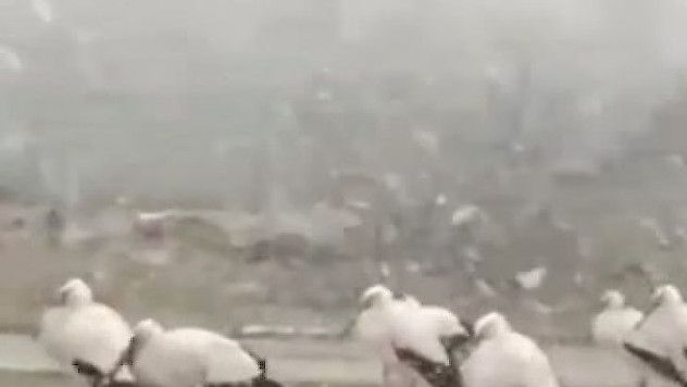 Bursa'da soğuktan donmak üzere olan leylekler kamerada
