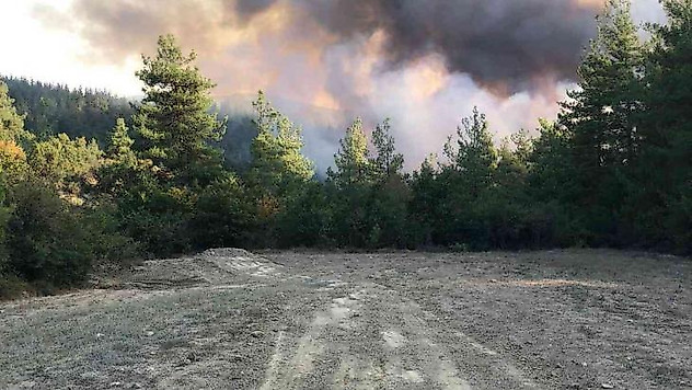 Bursa'nın Orhaneli ilçesinde orman yangını