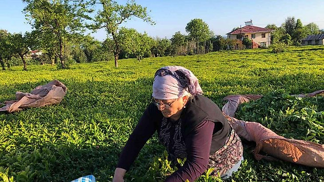 ÇAYKUR ilk üç günde bin 500 ton yaş çay alımı yaptı