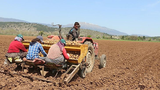 Coğrafi işaretli Bolu patatesi toprakla buluştu