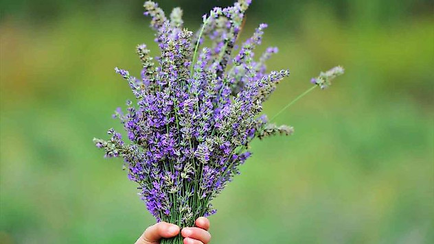 Çöplükten dönüştürülen tarlada 'lavanta' hasadı
