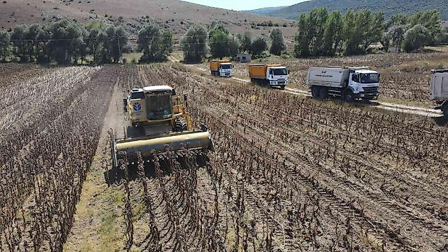 Çorum'da belediye arazilerinde yağlık ayçiçeği hasadı başladı