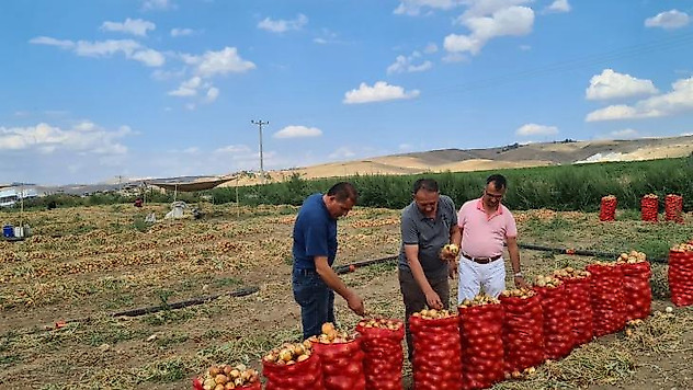 Çorum'da soğan üretimi arttı