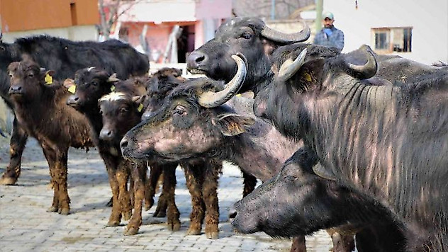 Cumhurbaşkanı Erdoğan yoğurdunu tavsiye etmişti, Amasya Valiliği 35 manda dağıttı