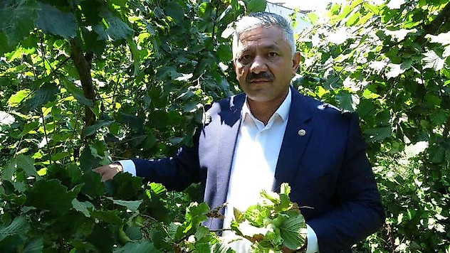 Cumhurbaşkanı, fındık fiyatını Ordu'da açıklayacak