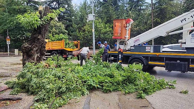 Çürük ağaç kırılarak, seyir halindeki otomobilin üzerine düştü