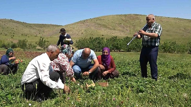 Davul klarnet eşliğinde çilek hasadı başladı