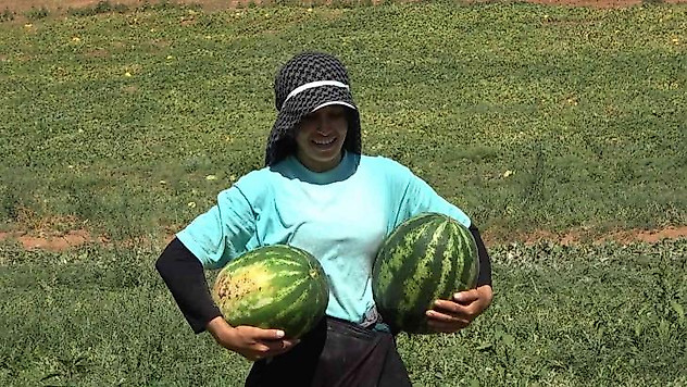 Delice karpuzunda hasat sevinci