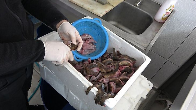 Denizin ısınmasıyla 'çarpan' balığı kendini gösterdi