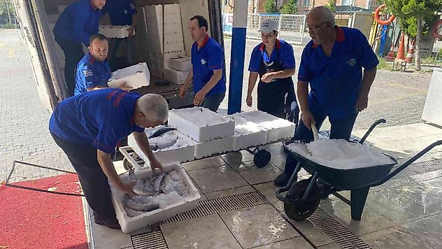 Denizlerde palamut bolluğu, 20 liraya kadar düştü