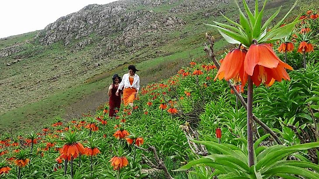 Doğa tutkunları ters laleleri fotoğraflamak için bin 800 rakımlı dağa tırmandı