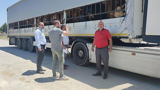 Doğu'dan batı illerine kurbanlık sevkiyatı başladı