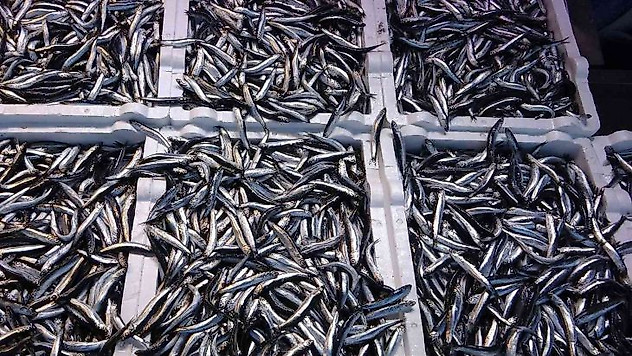 Doğu Karadeniz Bölgesinden hamsi ihracatında 716 bin 918 dolar döviz geliri elde edildi